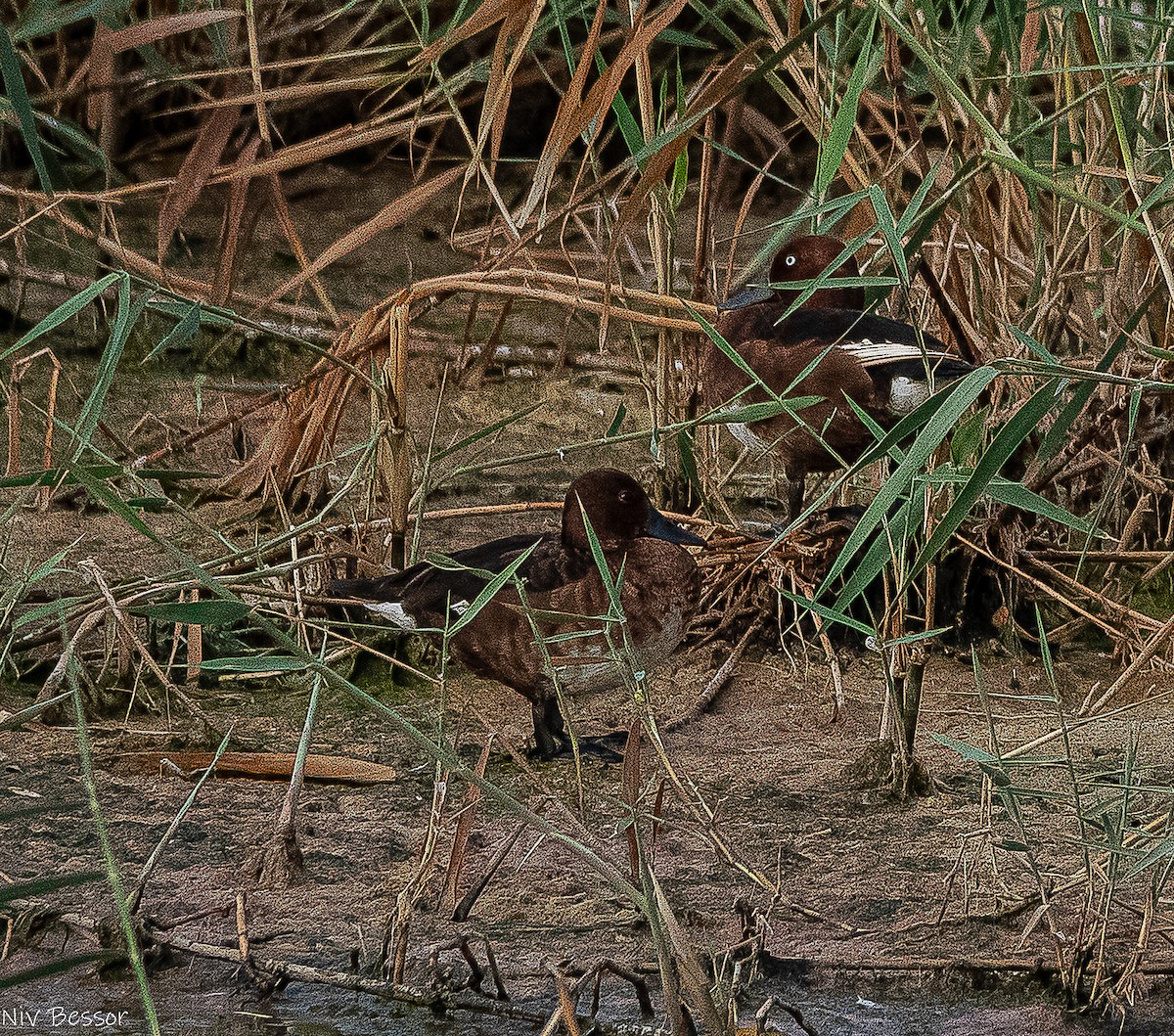 メジロガモ - ML638362959