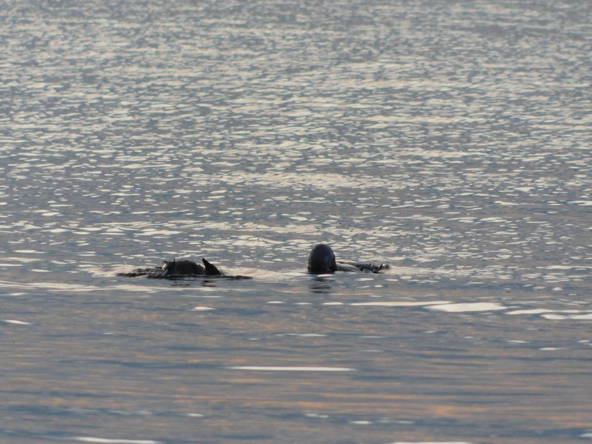 Flightless Steamer-Duck (Chiloe form) - ML638362963