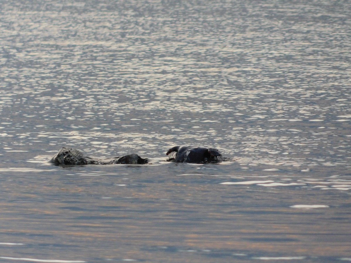 Flightless Steamer-Duck (Chiloe form) - ML638362964