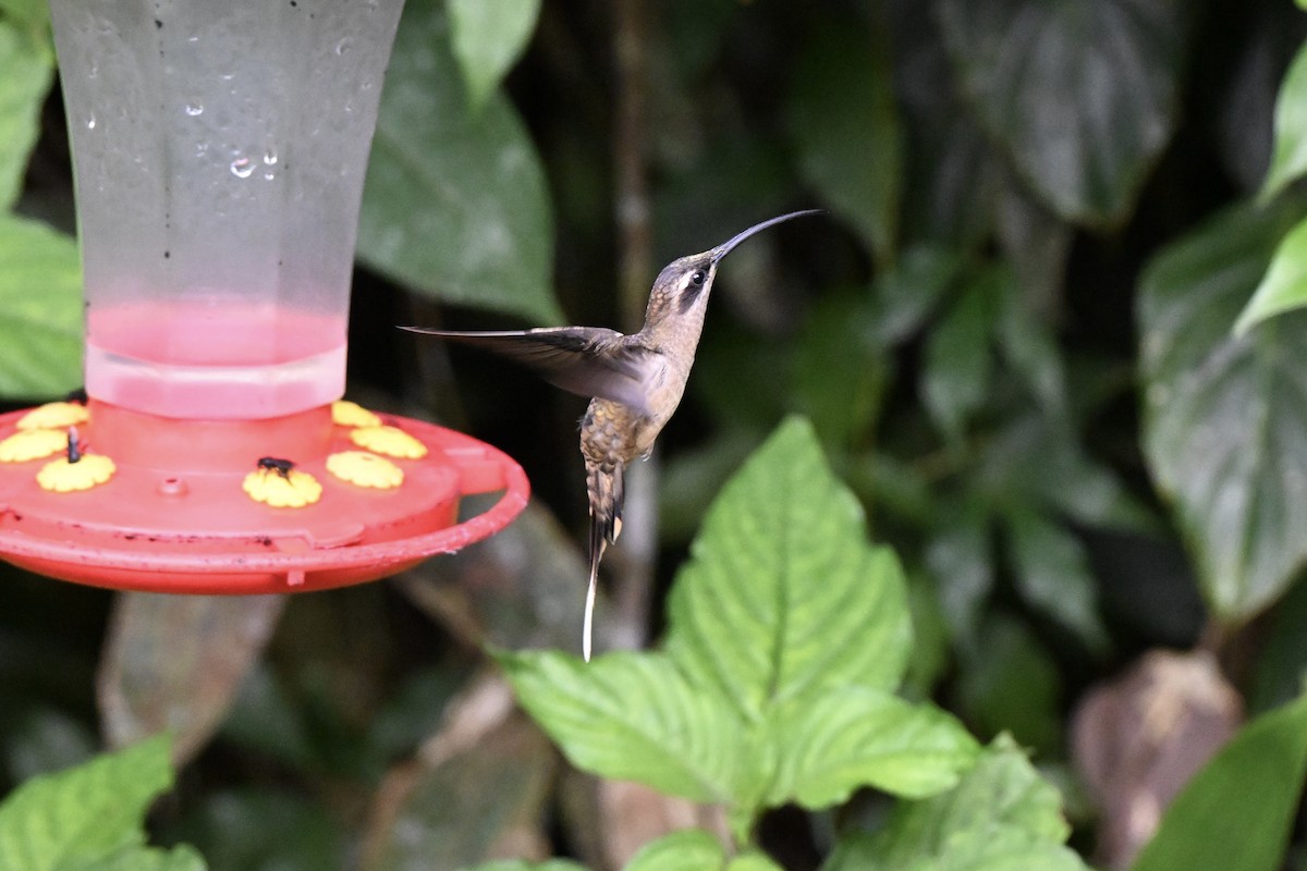 Great-billed Hermit - ML638362992