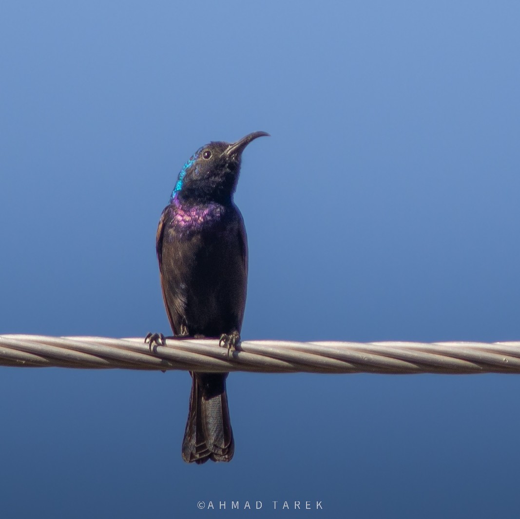 Palestine Sunbird - ML638363001