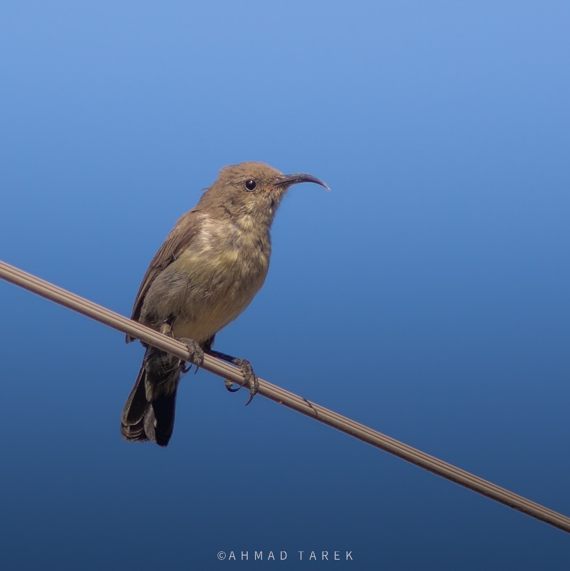 Palestine Sunbird - ML638363002