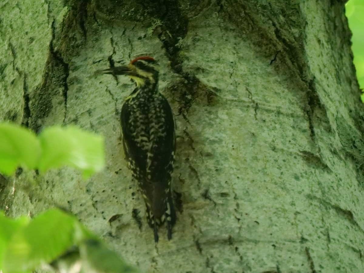 Yellow-bellied Sapsucker - ML638363004