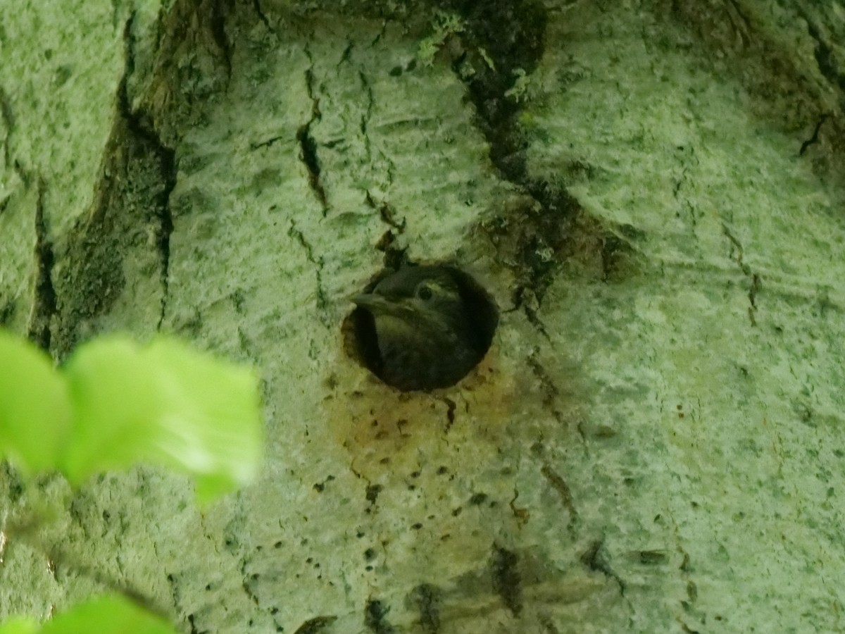 Yellow-bellied Sapsucker - ML638363005