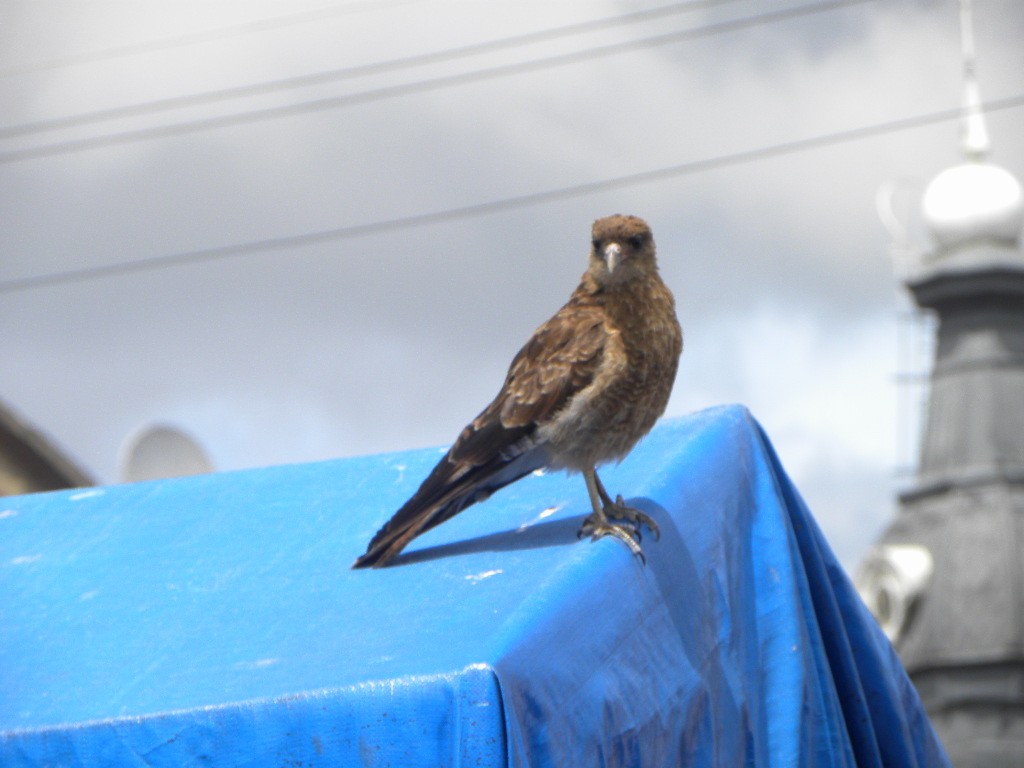 Chimango Caracara - ML638363010