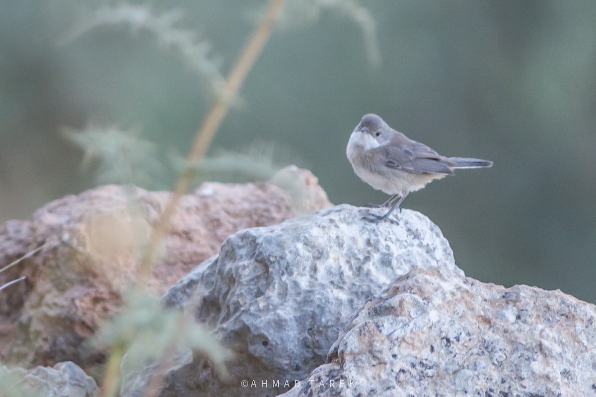 Bigiarella - ML638363018