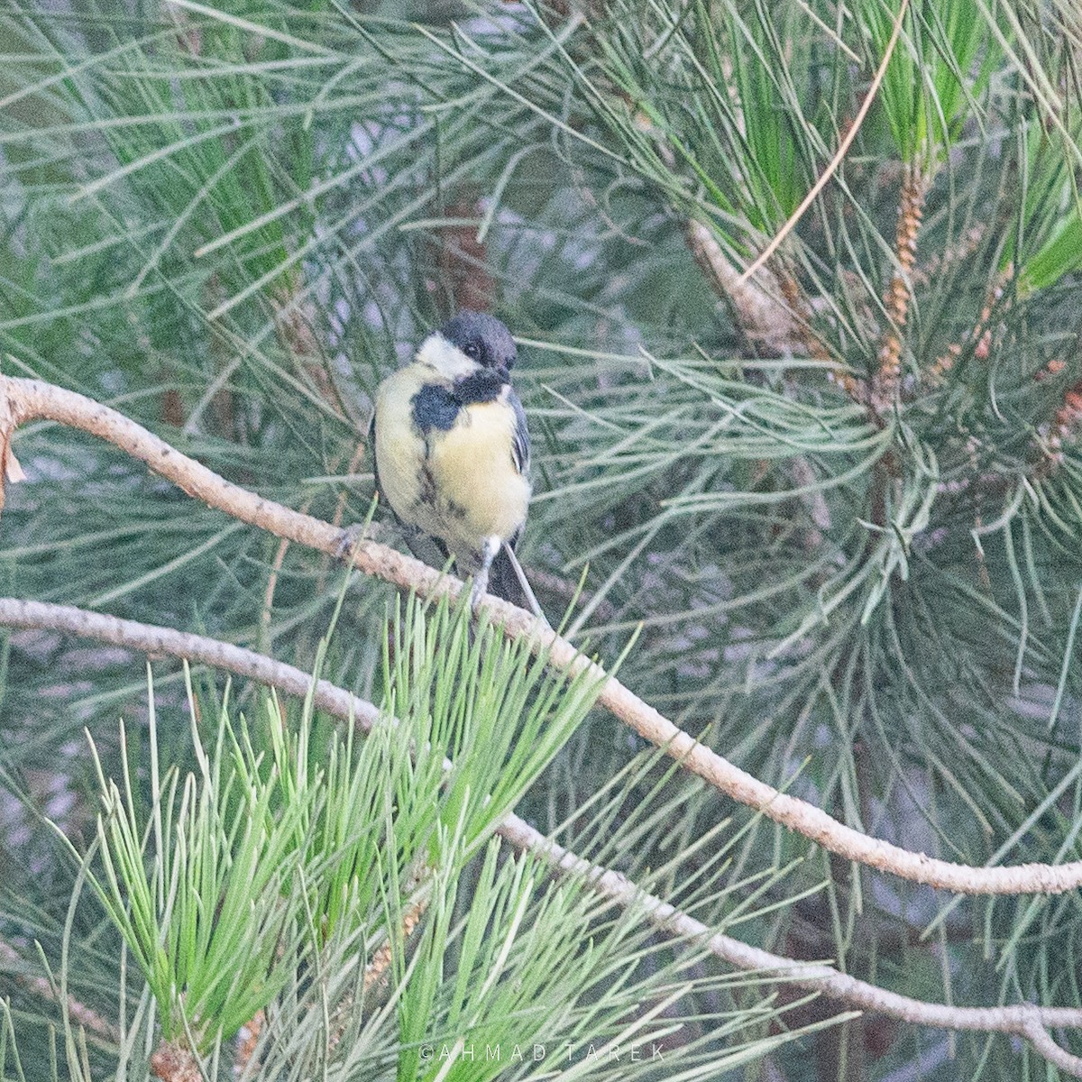 Cinciallegra - ML638363027