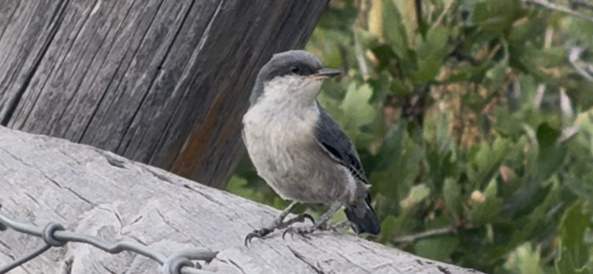 Pygmy Nuthatch - ML638363036