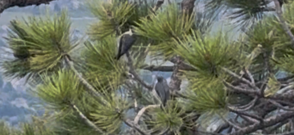 Pygmy Nuthatch - ML638363037