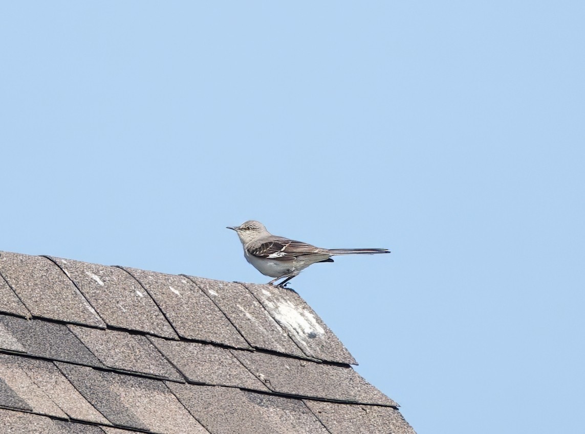 sangspottefugl - ML638363043