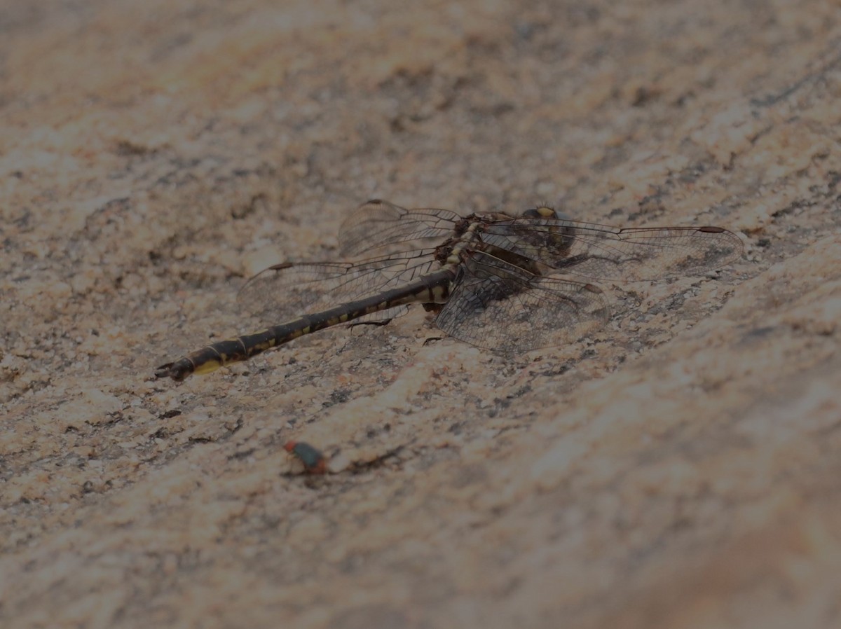 Animals - ML638363044