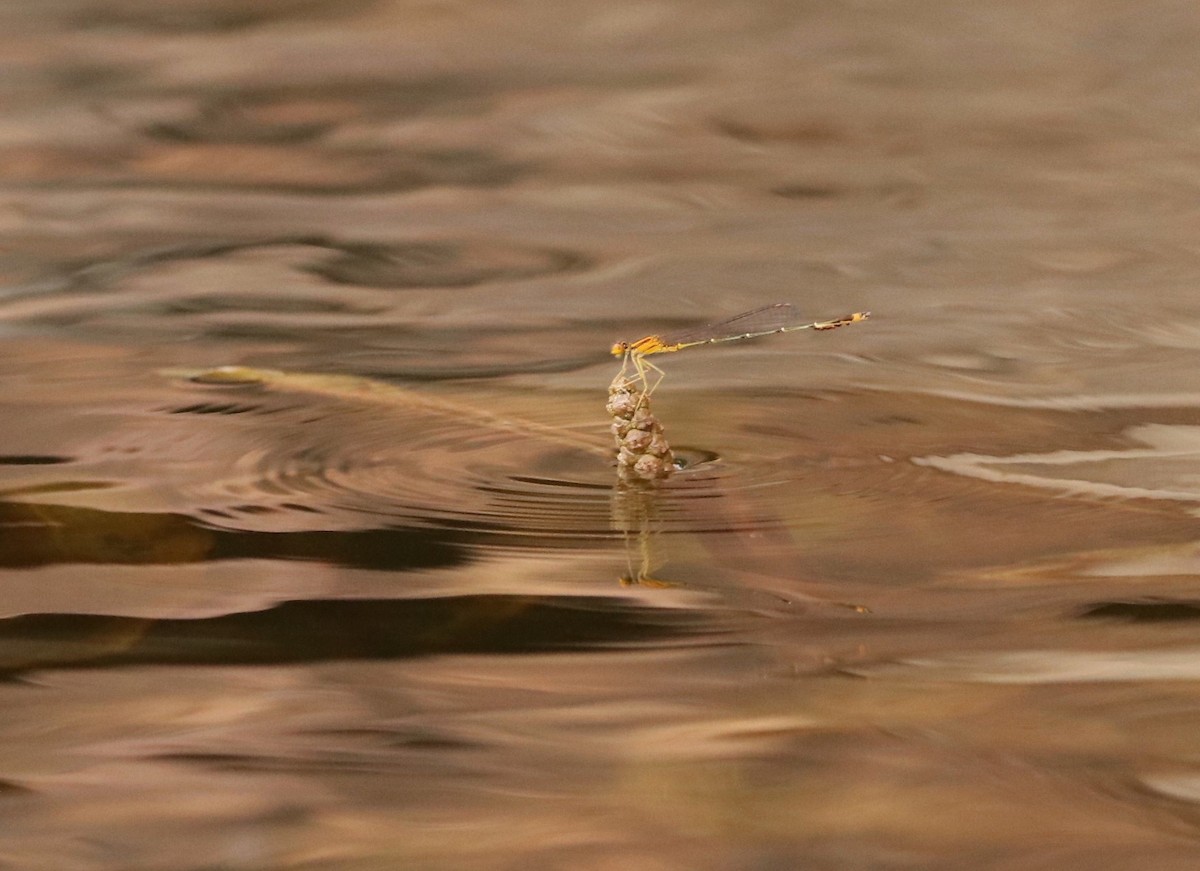 Animals - ML638363045