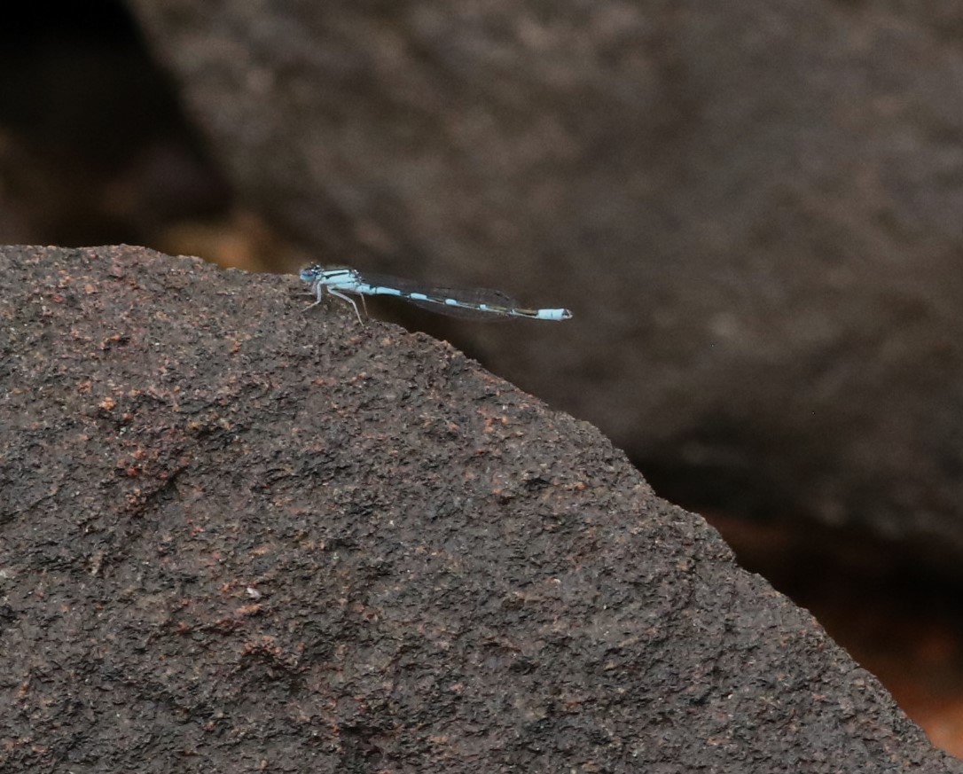 Animals - ML638363046