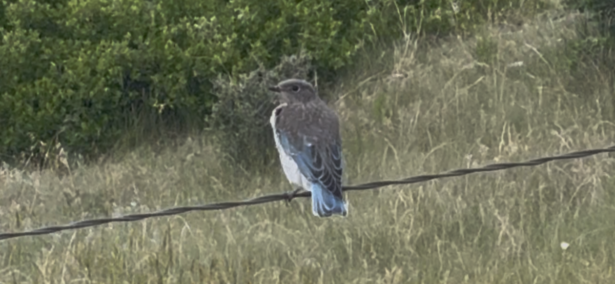 Mountain Bluebird - ML638363054
