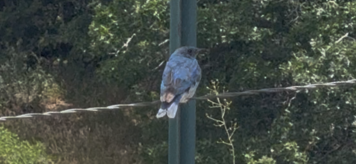 Mountain Bluebird - ML638363055