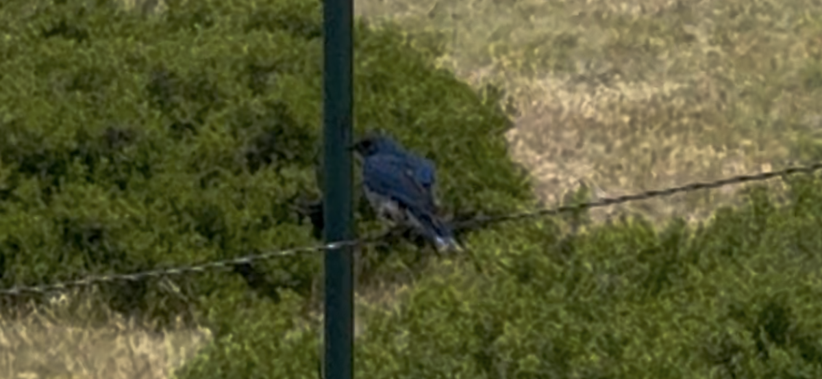 Mountain Bluebird - ML638363056