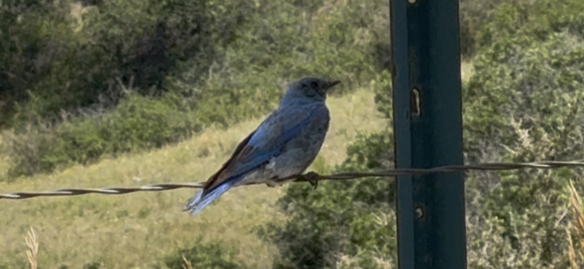 Mountain Bluebird - ML638363057