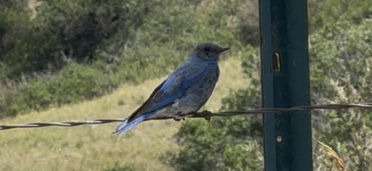 Mountain Bluebird - ML638363058