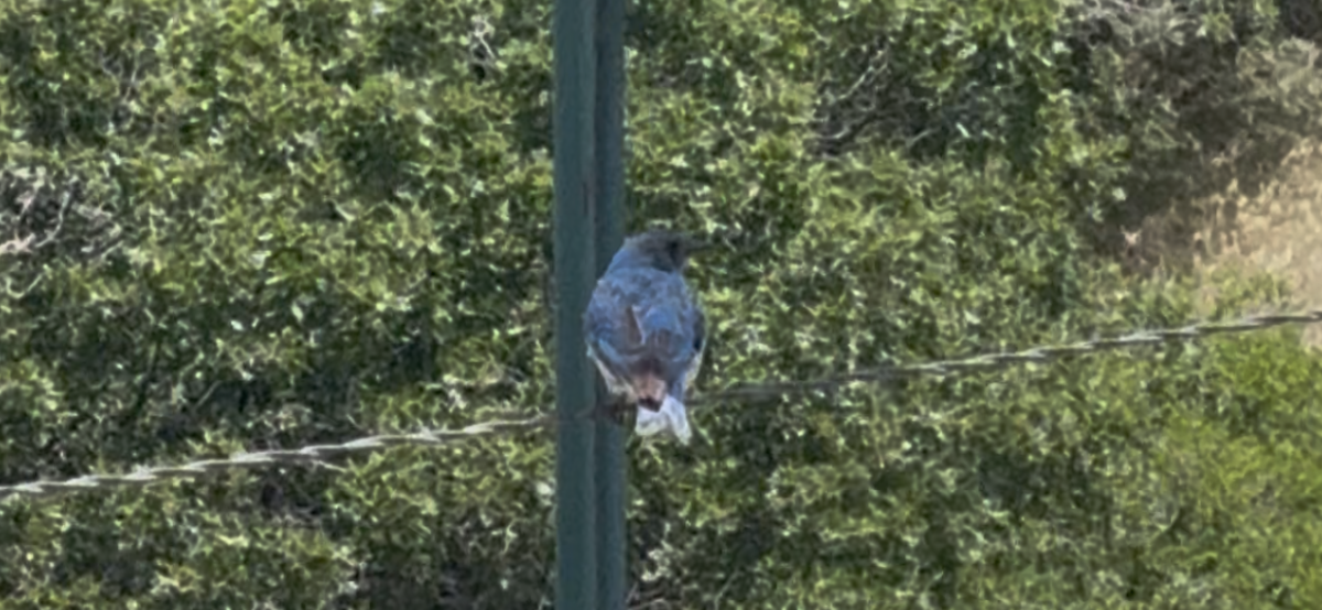 Mountain Bluebird - ML638363059