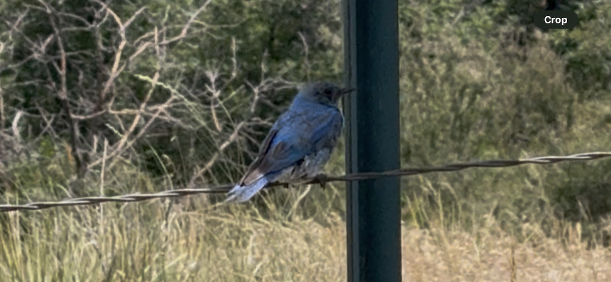 Mountain Bluebird - ML638363060