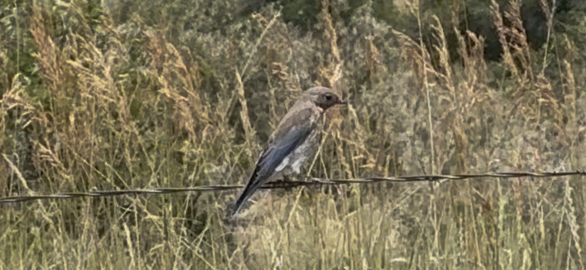 Mountain Bluebird - ML638363061