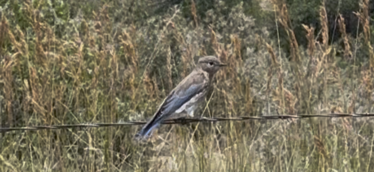 Mountain Bluebird - ML638363062