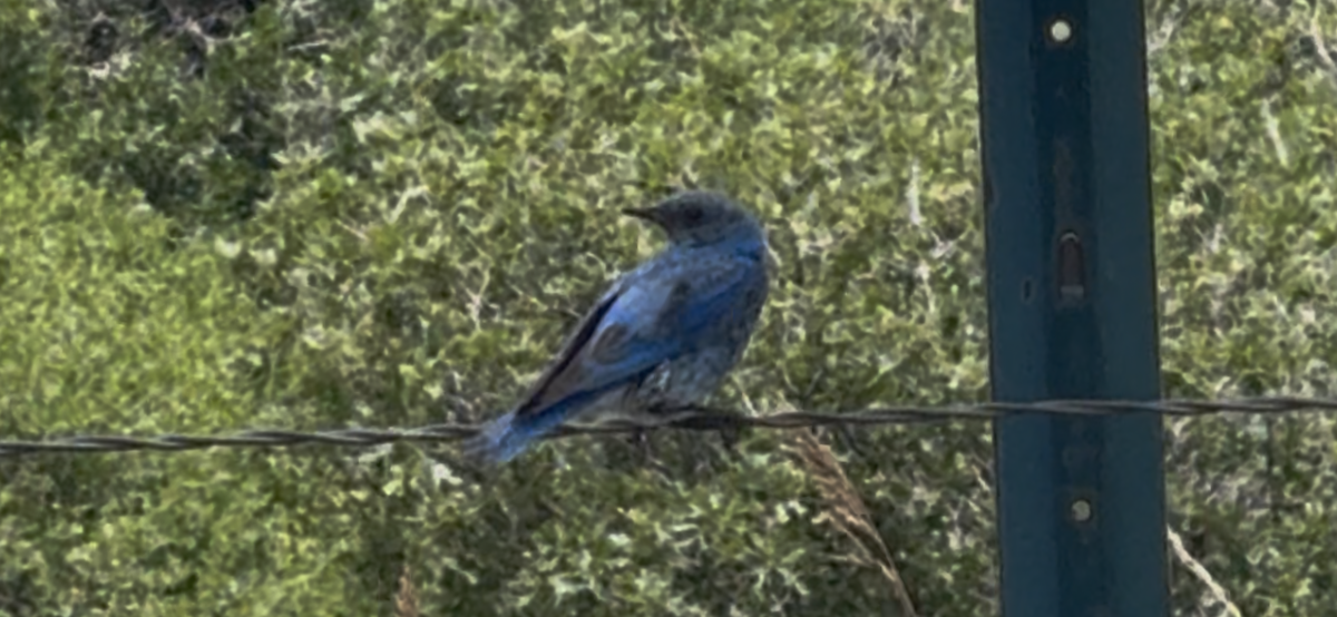 Mountain Bluebird - ML638363063