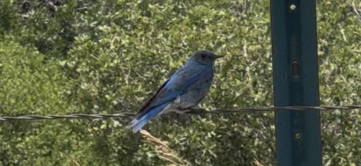 Mountain Bluebird - ML638363064
