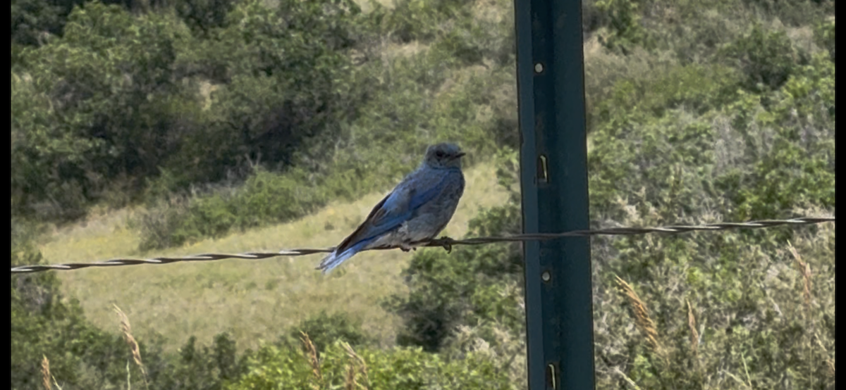 Mountain Bluebird - ML638363065