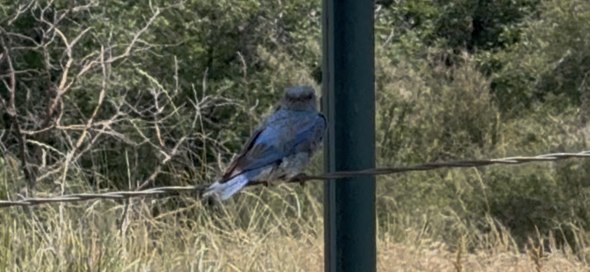 Mountain Bluebird - ML638363066