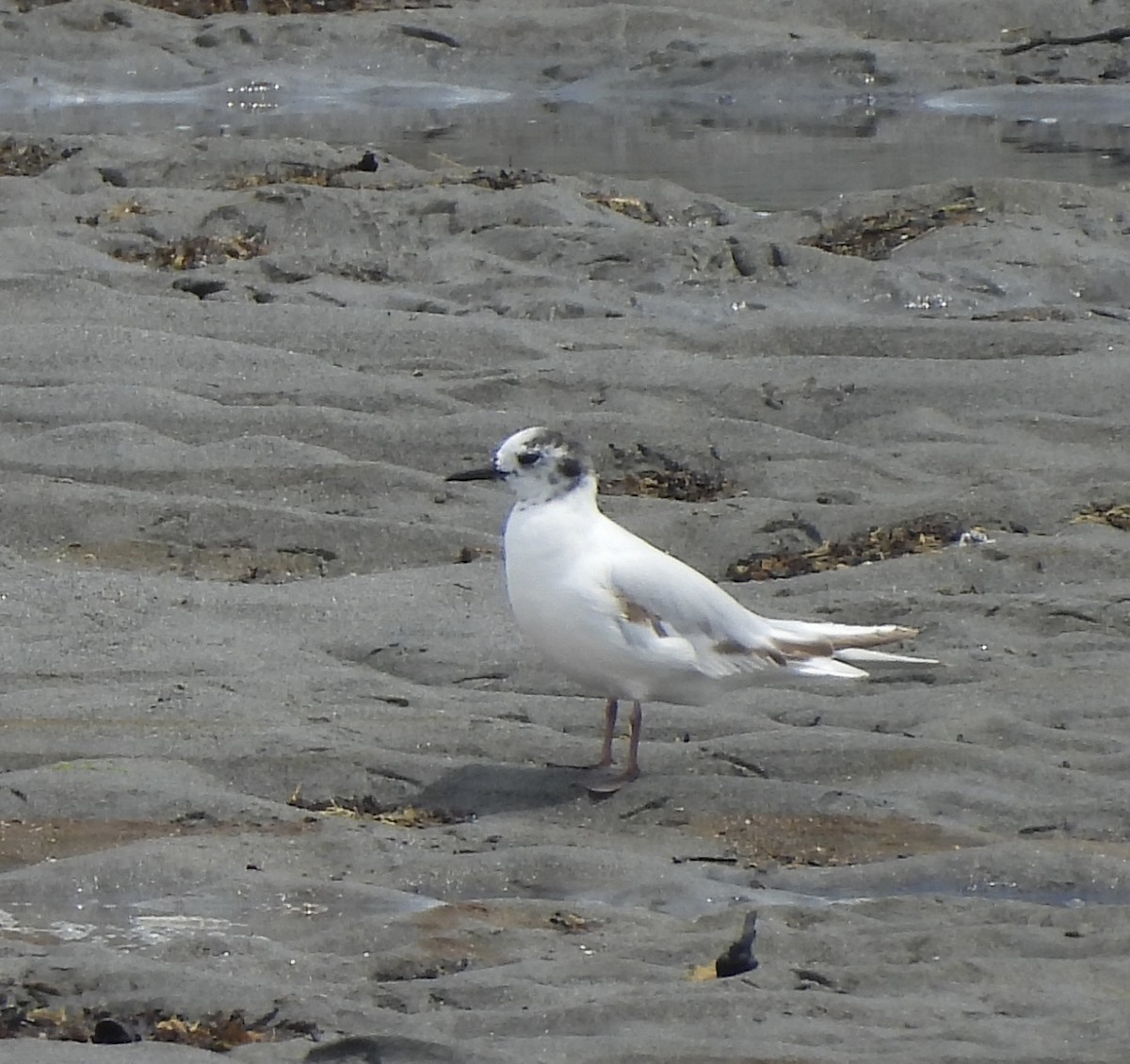 Little Gull - ML638363095