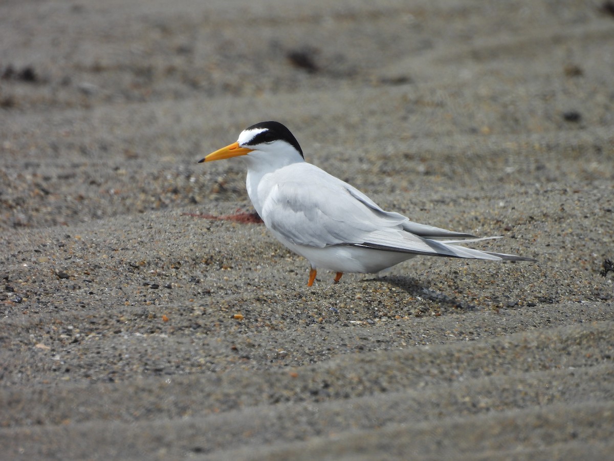 Least Tern - ML638363105