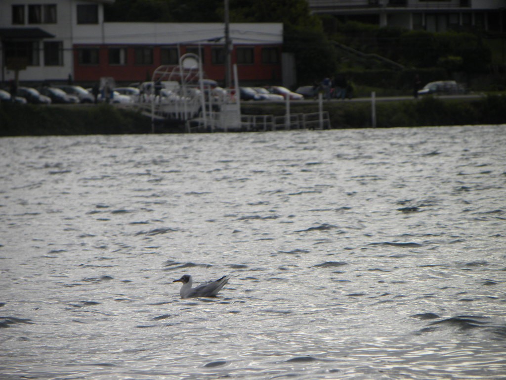 Brown-hooded Gull - ML638363111