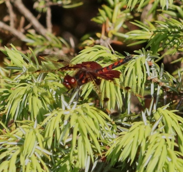 Animals - ML638363116