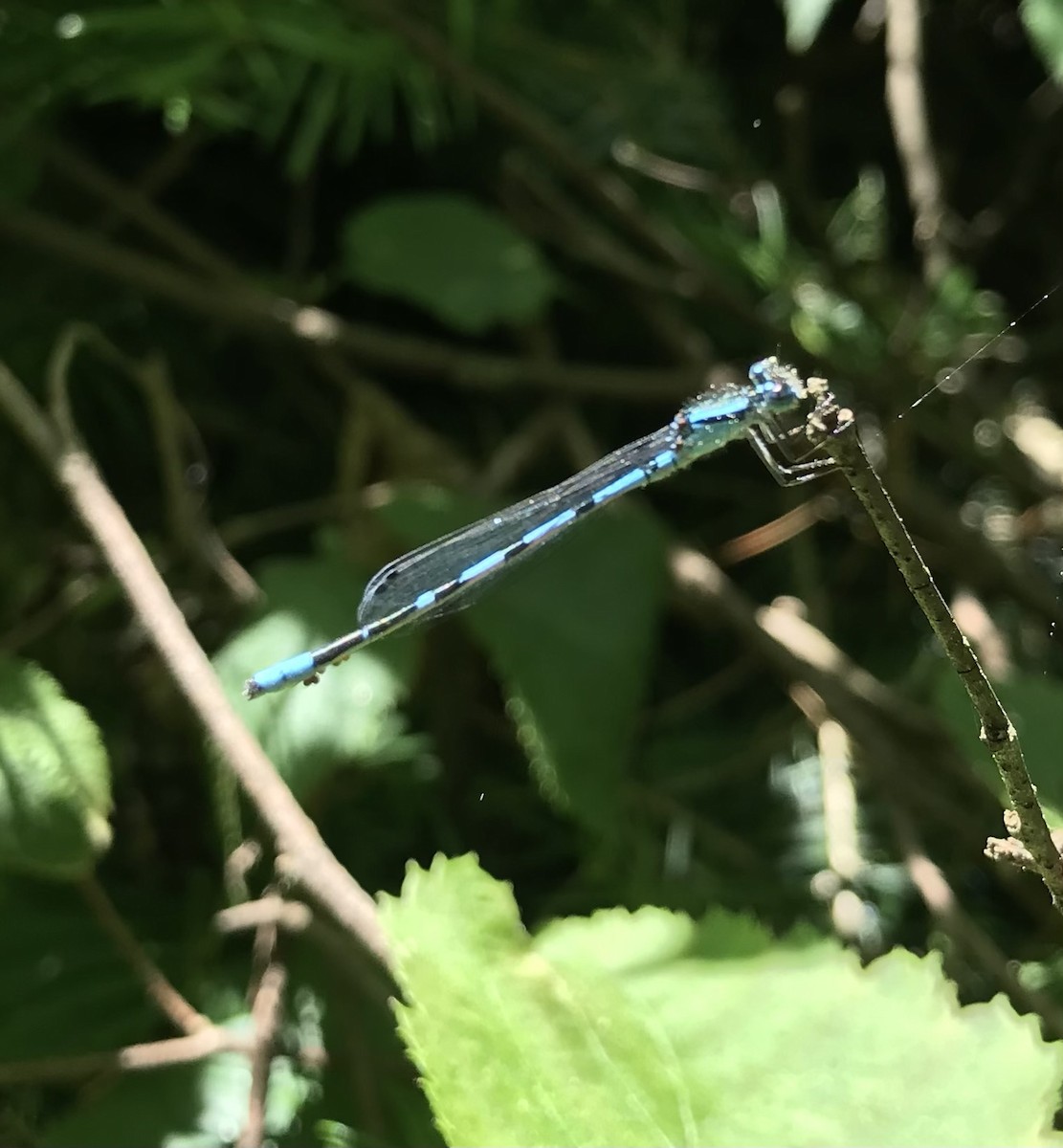 Animals - ML638363117