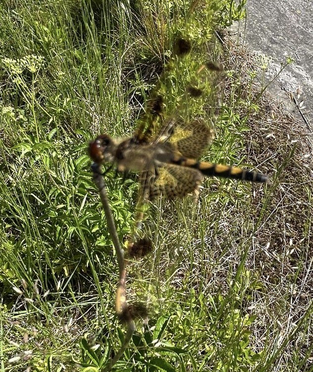 Animals - ML638363118