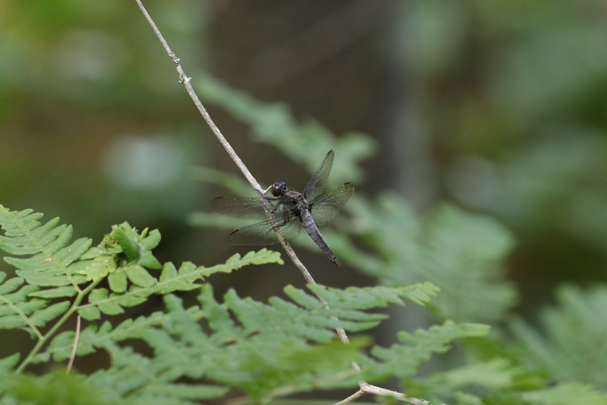 Animals - ML638363120