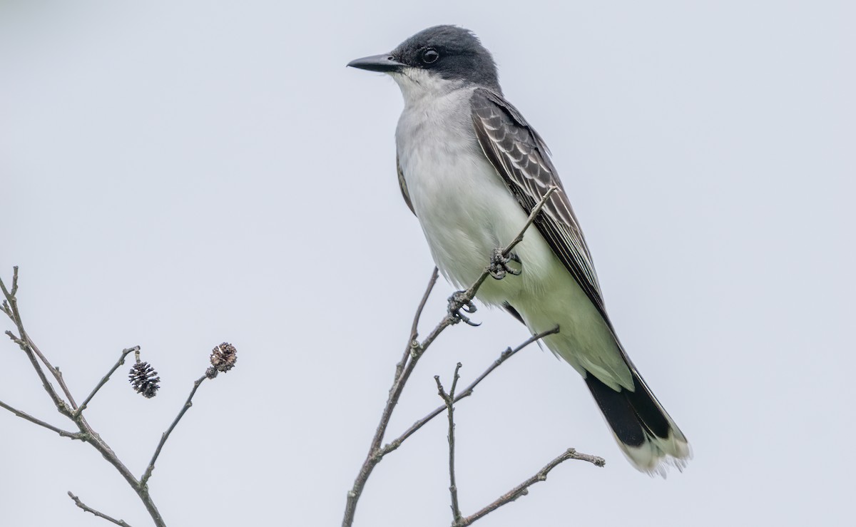 Eastern Kingbird - ML638363127