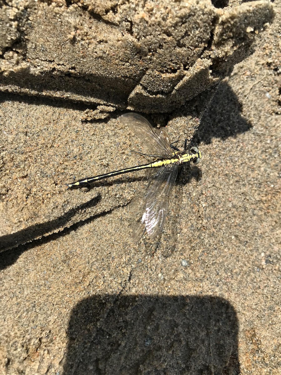 Animals - ML638363146