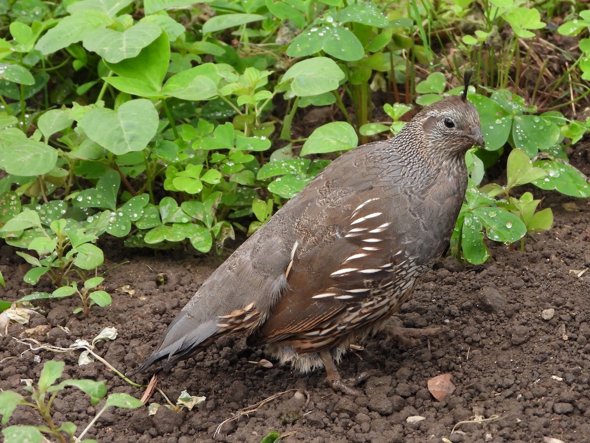 California Quail - ML638363150