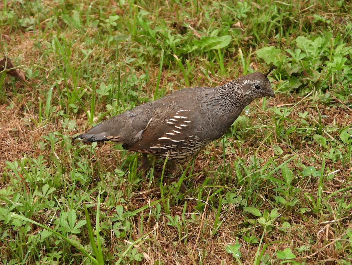California Quail - ML638363152