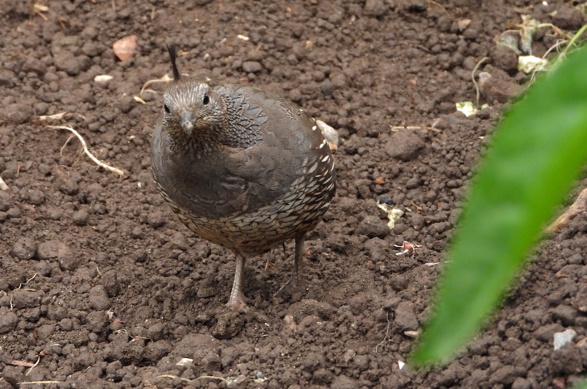 California Quail - ML638363153