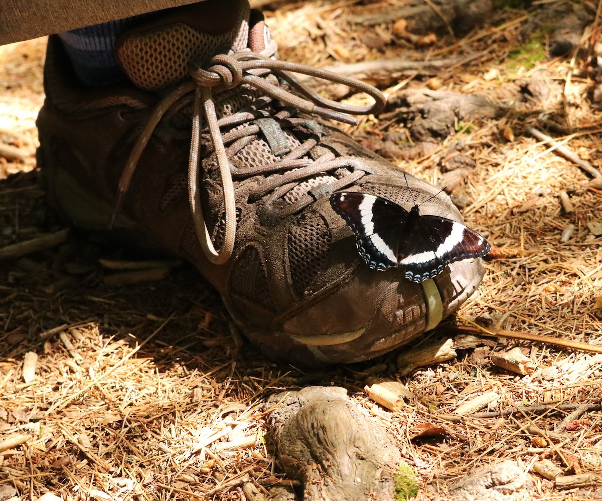 Animals - ML638363164