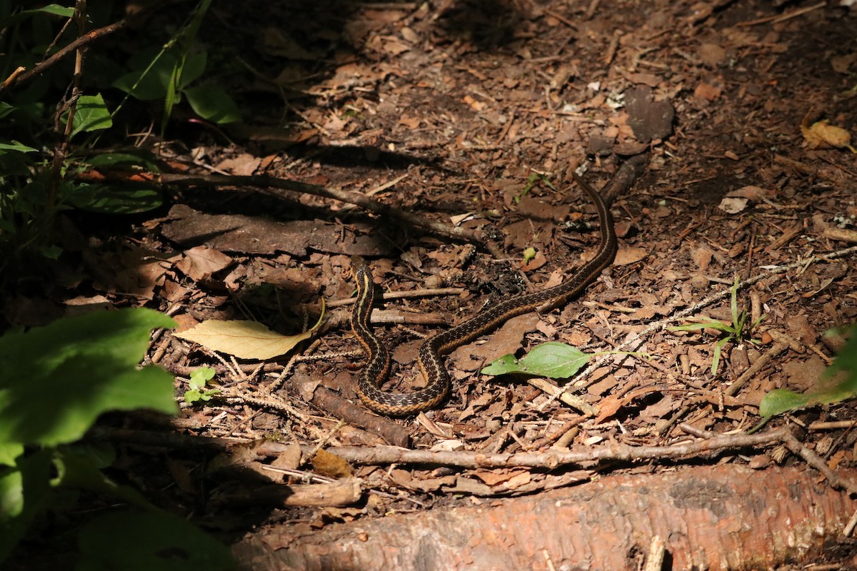 Animals - ML638363165