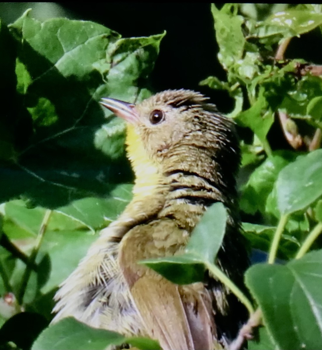 Common Yellowthroat - ML638363189