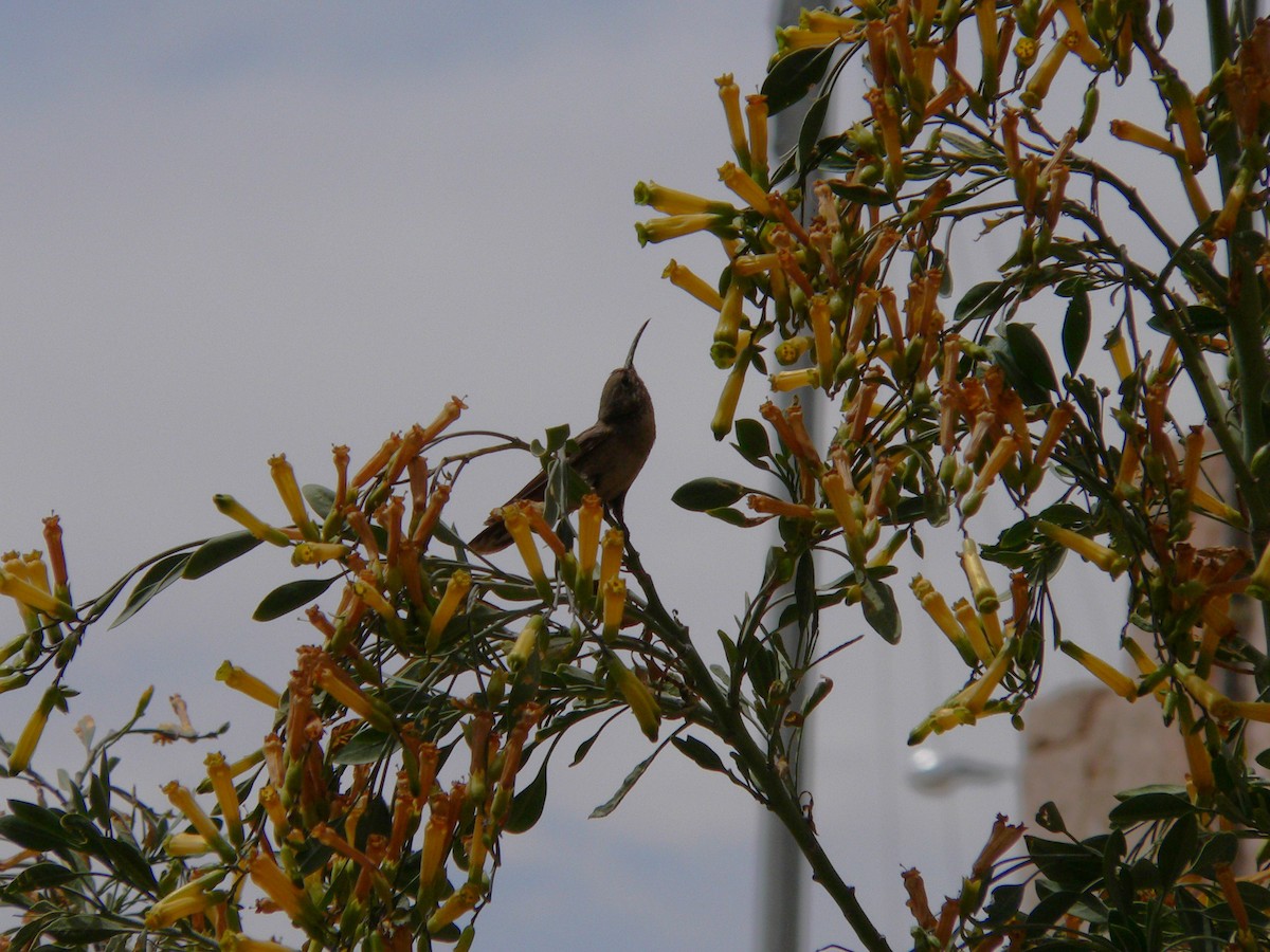 Andean Hillstar - ML638363214