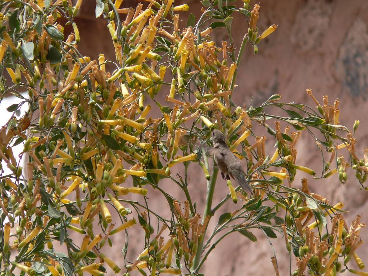 Andean Hillstar - ML638363215