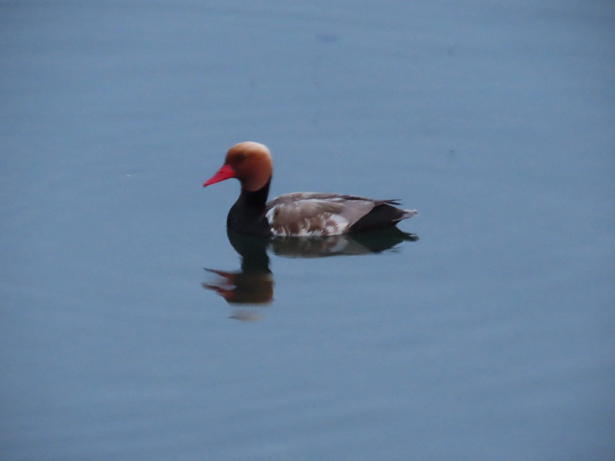 Red-crested Pochard - ML638363217