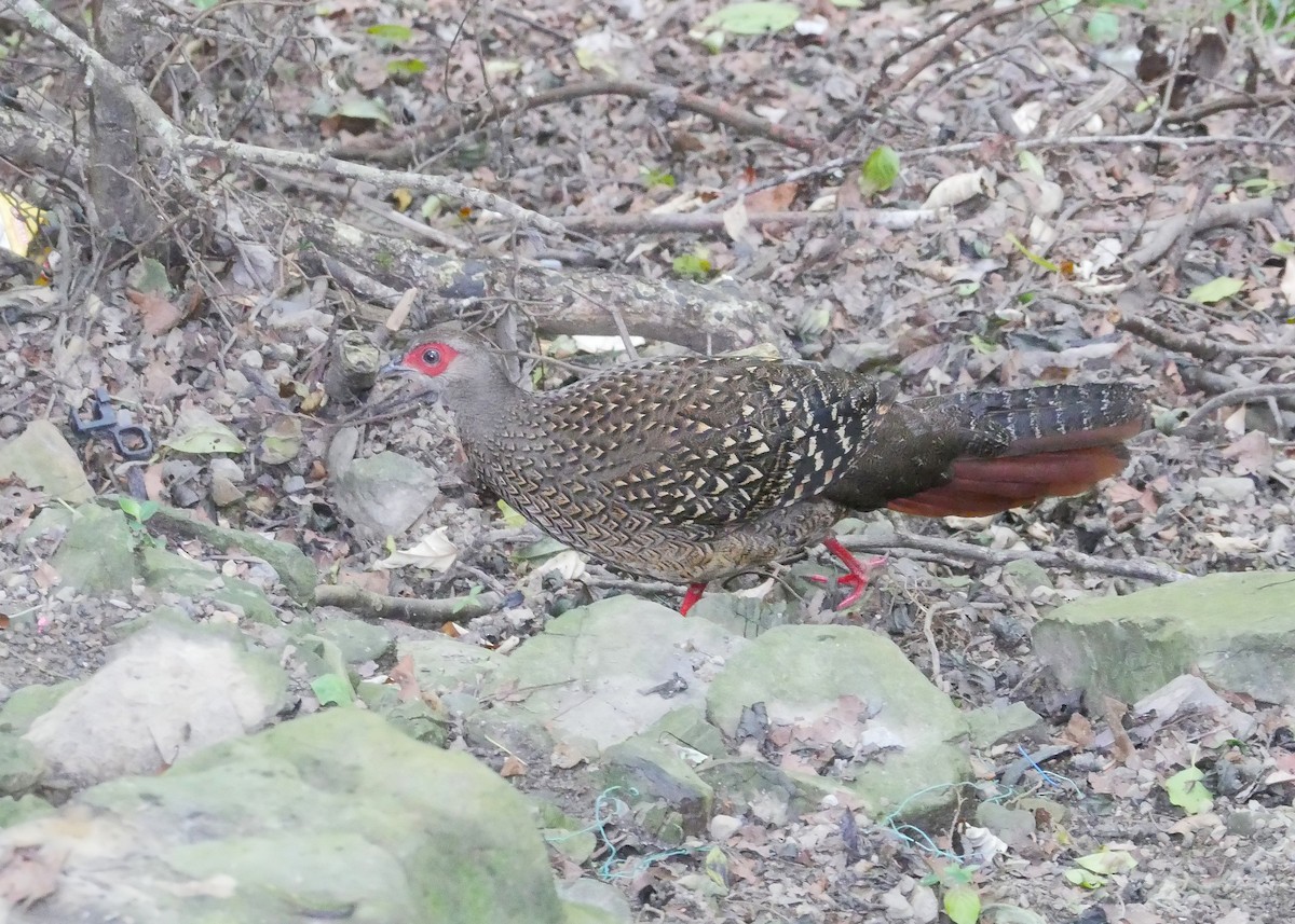 Swinhoe's Pheasant - ML638363218