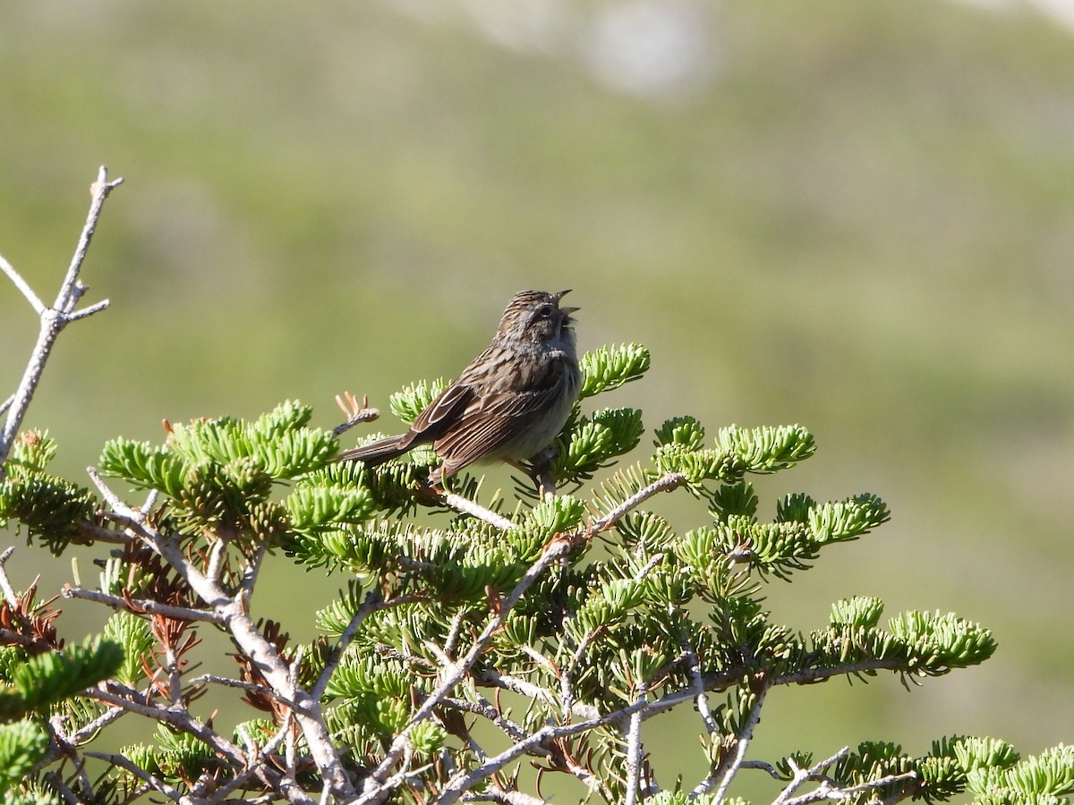 Brewer's Sparrow (taverneri) - ML638363224